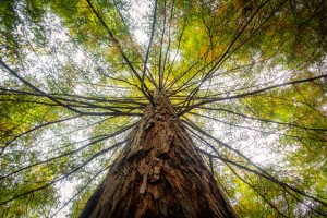 Low angle view of a tree covered in green leaves under the sunlight at daytime