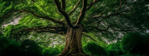 An Oak Tree Representing a Strong Web Presence